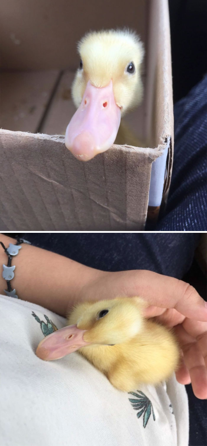Wholesome-Cute-Duck-Pics