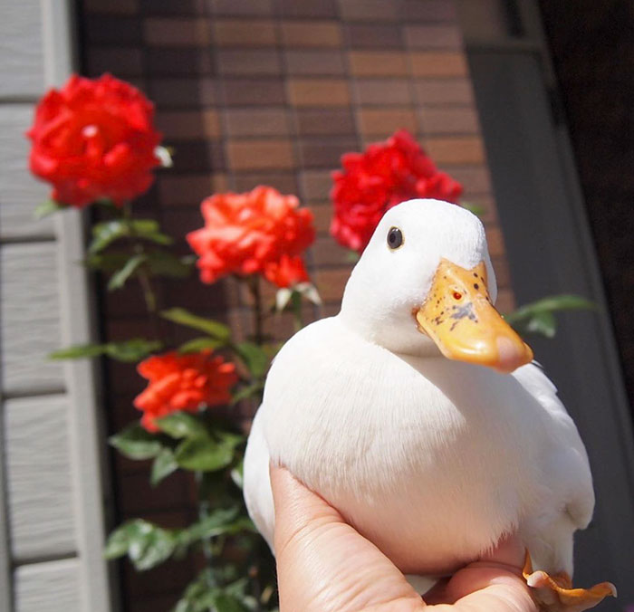 Wholesome-Cute-Duck-Pics