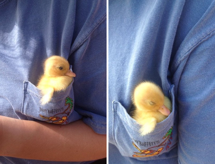 Cute duckling nestled in a blue shirt pocket, adding charm and warmth to the moment.