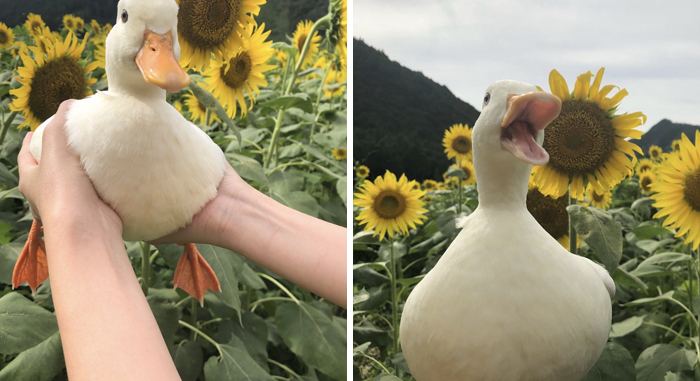 Wholesome-Cute-Duck-Pics