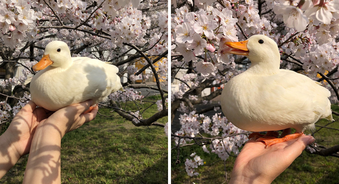 Cute duck held in hands, surrounded by cherry blossoms, creating a serene and cheerful spring scene.