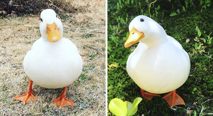 Wholesome-Cute-Duck-Pics