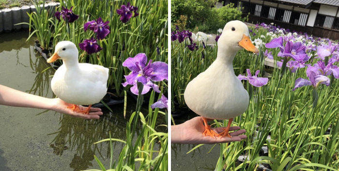 Wholesome-Cute-Duck-Pics