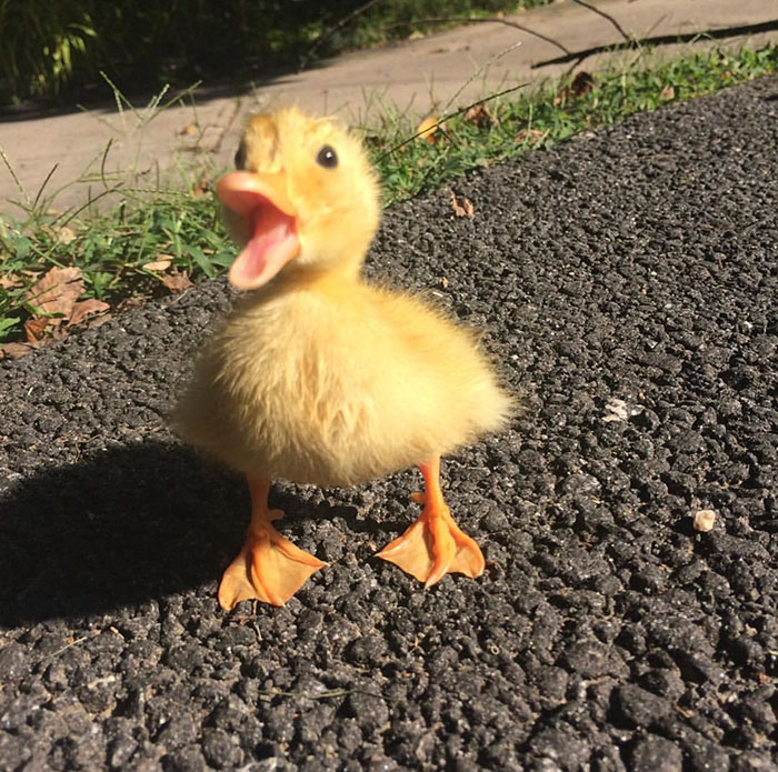 Wholesome-Cute-Duck-Pics