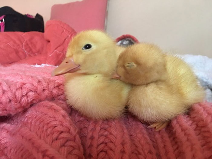 Wholesome-Cute-Duck-Pics