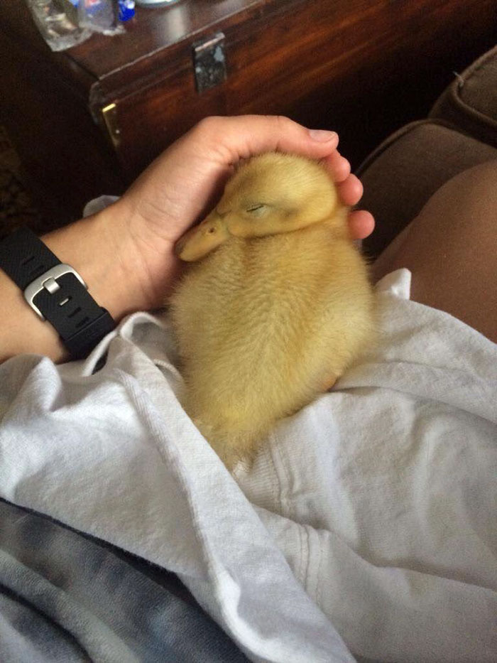 Cute duckling sleeping in a person's hand, creating a heartwarming scene.