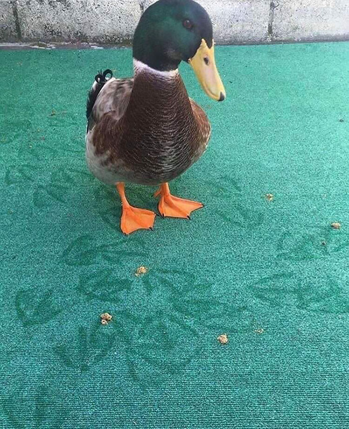 Wholesome-Cute-Duck-Pics