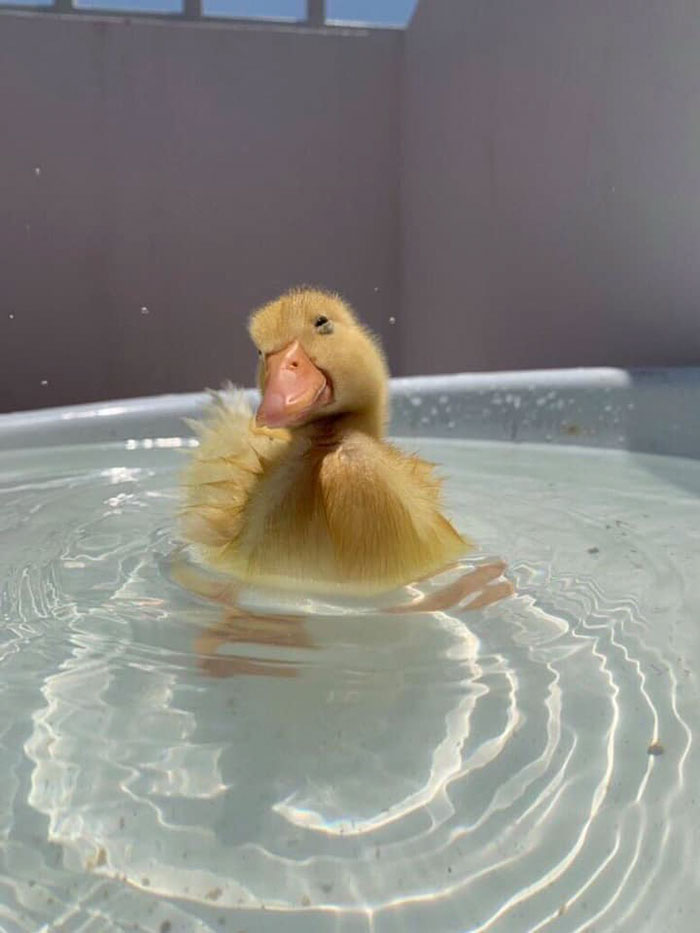 Wholesome-Cute-Duck-Pics