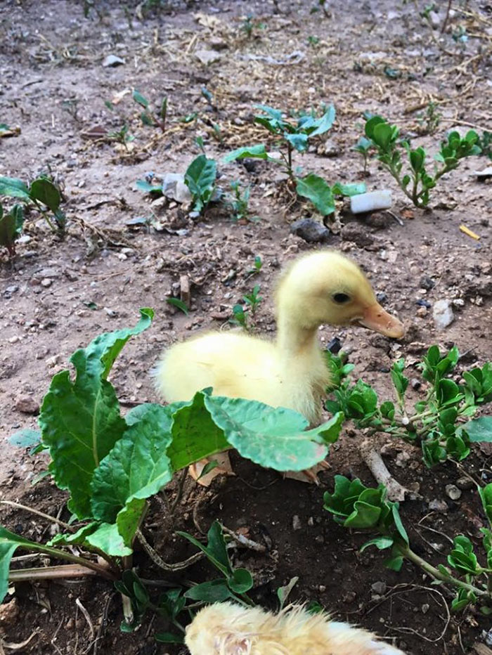 Wholesome-Cute-Duck-Pics