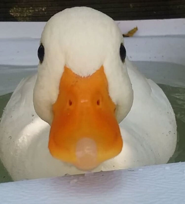 Cute duck with an orange beak looking directly at the camera while sitting in water.