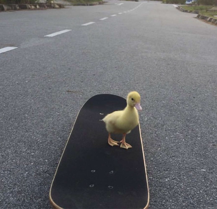 Wholesome-Cute-Duck-Pics