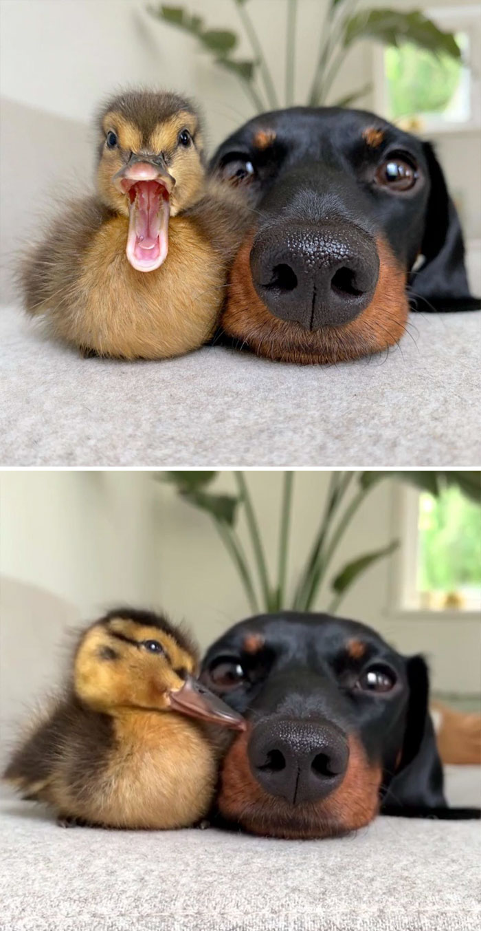 Cute duckling snuggled next to a dog on a soft surface, both looking at the camera, creating an adorable scene.