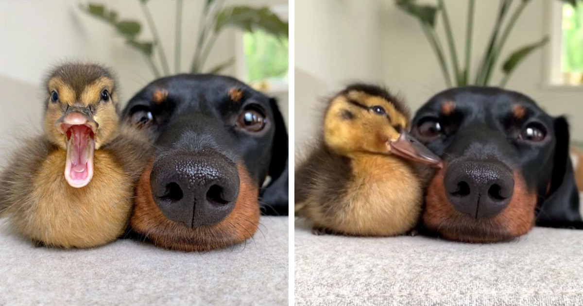 These 35 Pics Of Cute Ducks Might Make Your Day Better