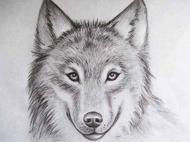 Wolf Drawings, Speant Like 16 Hours On Them All Together