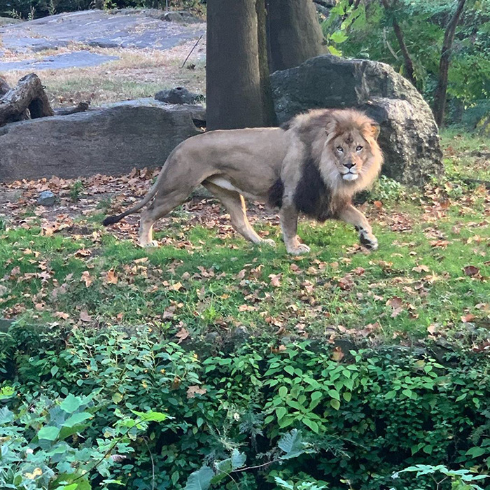 Woman Climbs Into A Lion Enclosure In A Bold Display Of Stupidity Woman Climbs Into A Lion Enclosure In A Bold Display Of Stupidity
