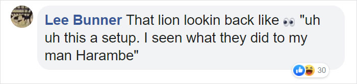 Woman Climbs Into A Lion Enclosure In A Bold Display Of Stupidity