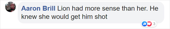 Woman Climbs Into A Lion Enclosure In A Bold Display Of Stupidity Woman Climbs Into A Lion Enclosure In A Bold Display Of Stupidity