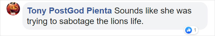 Woman Climbs Into A Lion Enclosure In A Bold Display Of Stupidity Woman Climbs Into A Lion Enclosure In A Bold Display Of Stupidity