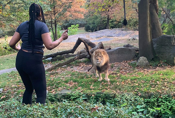 Esta mujer se metió en el recinto de un león, demostrando su estupidez