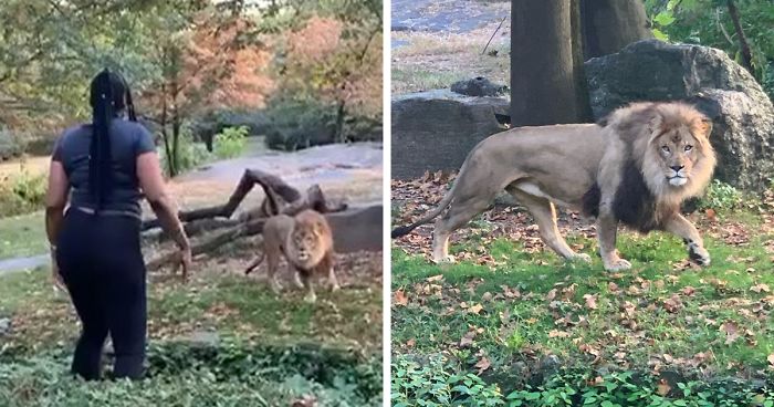 Woman Climbs Into A Lion Enclosure In A Bold Display Of Stupidity