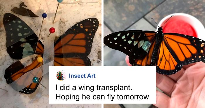 Zoo Asks For Woman’s Help In Repairing Butterfly’s Wings, She Gives It A Transplant