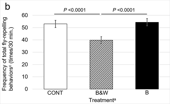 Scientists Are Amazed After Painting Cows In Zebra Stripes - They Get Bitten 50% Less Than Usual Scientists Are Amazed After Painting Cows In Zebra Stripes - They Get Bitten 50% Less Than Usual