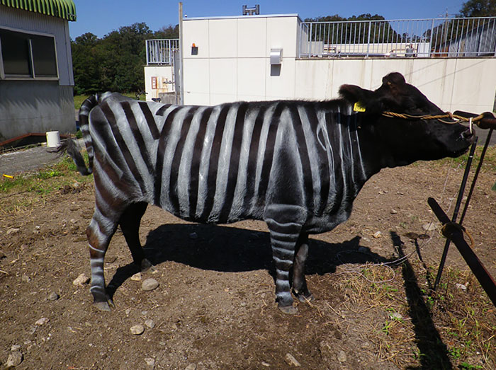 Scientists Are Amazed After Painting Cows In Zebra Stripes - They Get Bitten 50% Less Than Usual Scientists Are Amazed After Painting Cows In Zebra Stripes - They Get Bitten 50% Less Than Usual