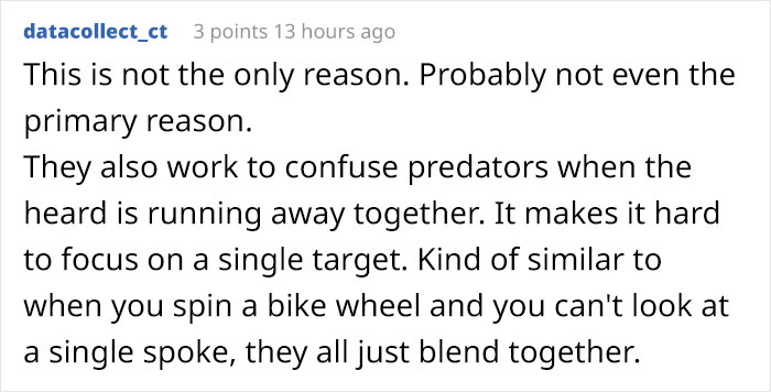 Scientists Are Amazed After Painting Cows In Zebra Stripes - They Get Bitten 50% Less Than Usual Scientists Are Amazed After Painting Cows In Zebra Stripes - They Get Bitten 50% Less Than Usual