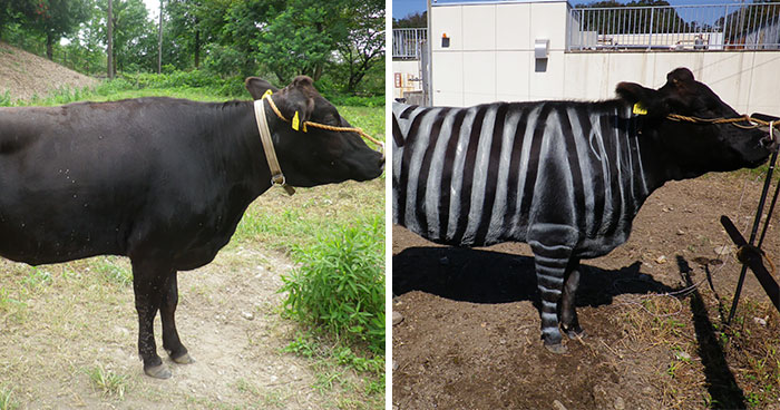 Scientists Are Amazed After Painting Cows In Zebra Stripes – They Get Bitten 50% Less Than Usual
