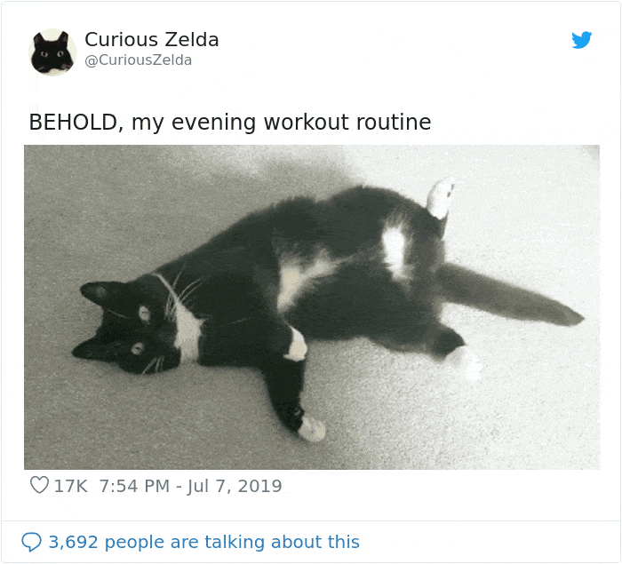 Funny-Cat-Tweets-Curious-Zelda