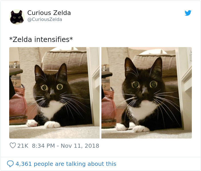 Funny-Cat-Tweets-Curious-Zelda