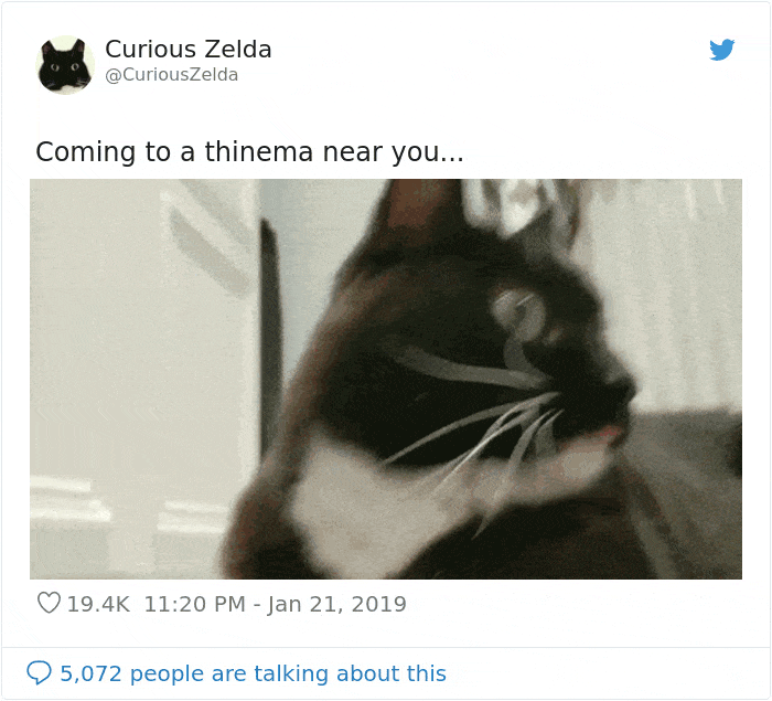 Funny-Cat-Tweets-Curious-Zelda
