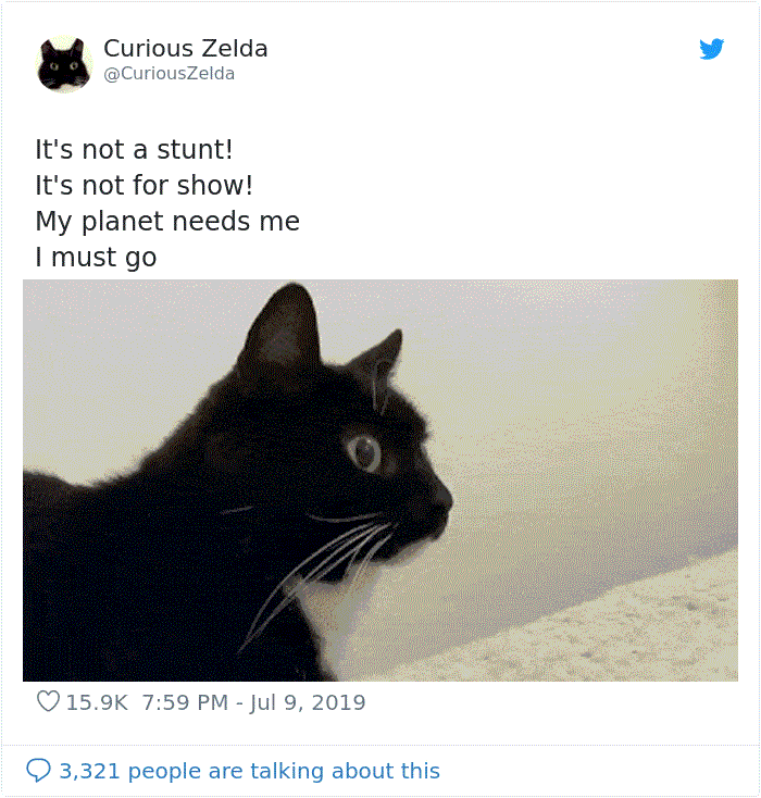 Funny-Cat-Tweets-Curious-Zelda