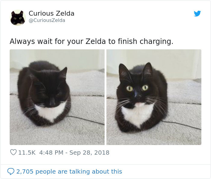 Funny-Cat-Tweets-Curious-Zelda