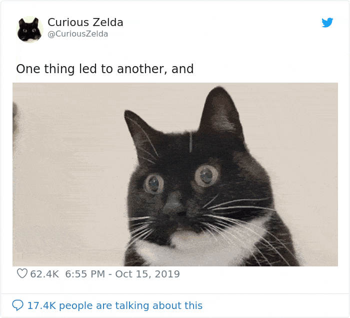 Funny-Cat-Tweets-Curious-Zelda