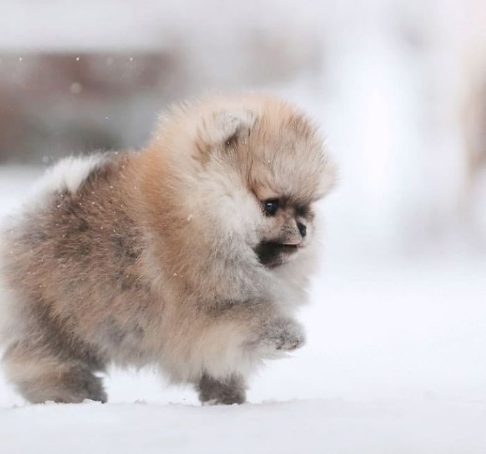Here Are 23 Adorable Photos Of Furballs Jumping Around And Getting Their First Taste Of Snow Here Are 23 Adorable Photos Of Furballs Jumping Around And Getting Their First Taste Of Snow