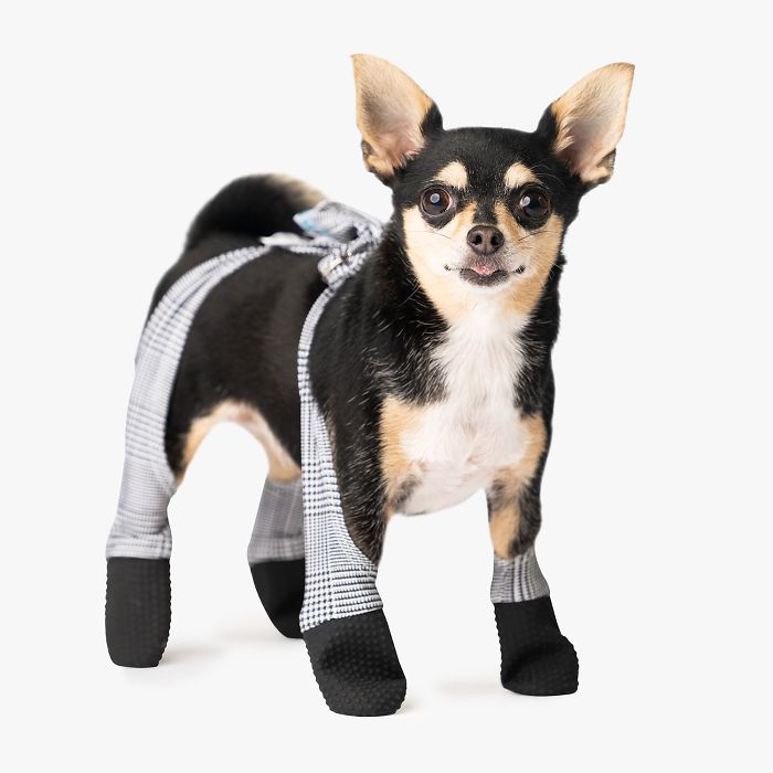 You Can Now Get Your Dog A Pair Of Leggings To Warm Their Paws