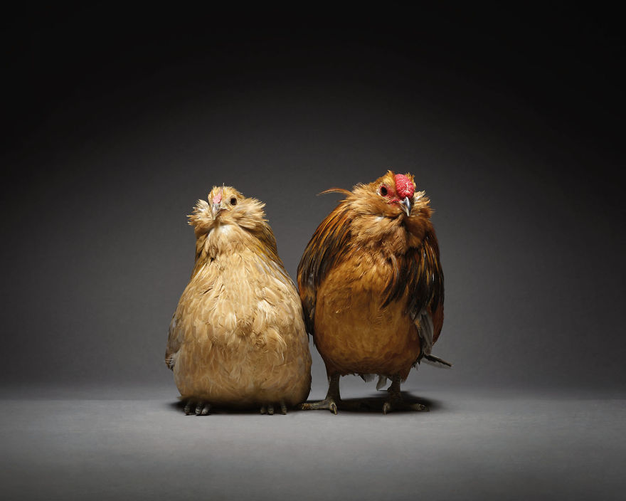 We Photographed Hundreds Of The Most Beautiful Chicken Couples And They Fell In Love, Literally!