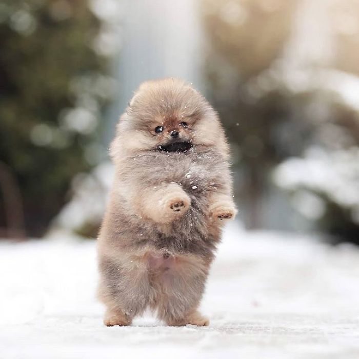 Here Are 23 Adorable Photos Of Furballs Jumping Around And Getting Their First Taste Of Snow