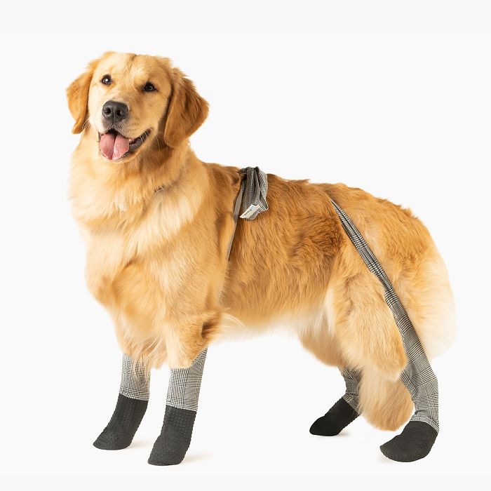 You Can Now Get Your Dog A Pair Of Leggings To Warm Their Paws You Can Now Get Your Dog A Pair Of Leggings To Warm Their Paws