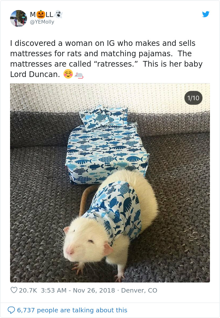 This Woman Makes Mattresses For Rats As Well As Matching Pajamas, And They're Adorable This Woman Makes Mattresses For Rats As Well As Matching Pajamas, And They're Adorable