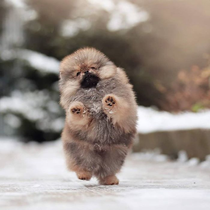 Here Are 23 Adorable Photos Of Furballs Jumping Around And Getting Their First Taste Of Snow