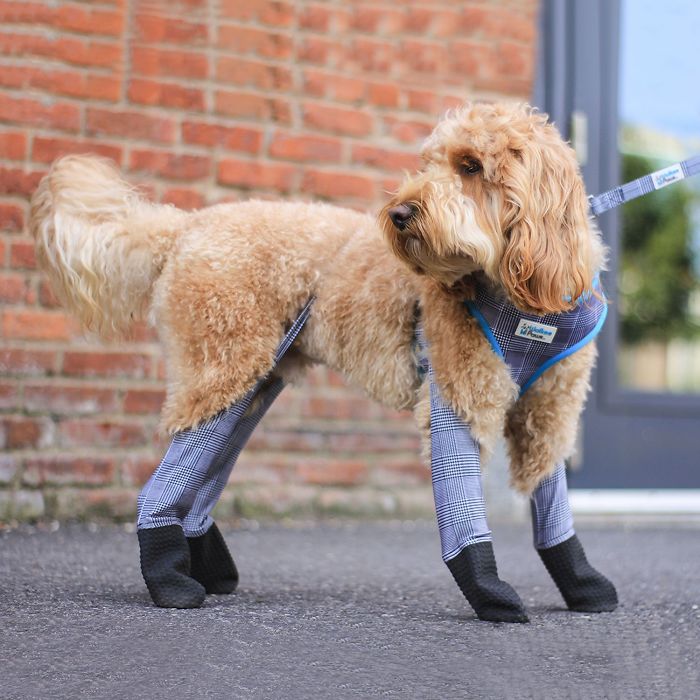 You Can Now Get Your Dog A Pair Of Leggings To Warm Their Paws You Can Now Get Your Dog A Pair Of Leggings To Warm Their Paws