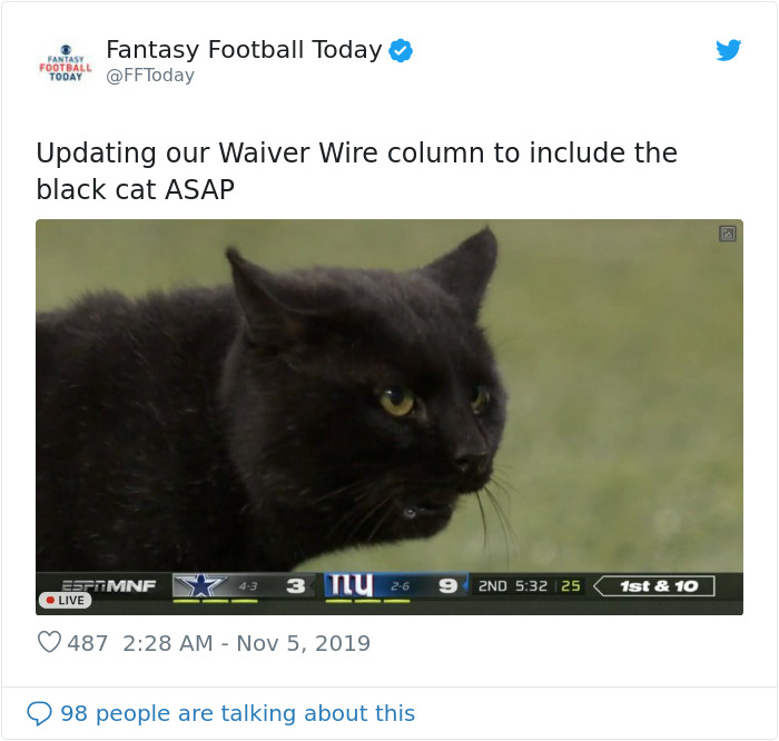 This Cat Interrupted A Monday Night Football Match And Made End Zone Run