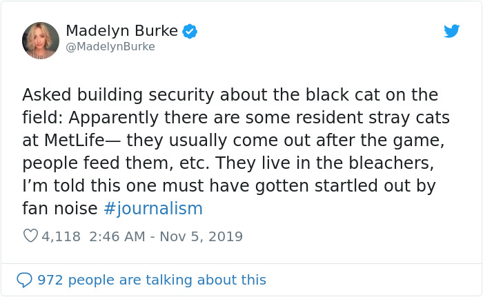 This Cat Interrupted A Monday Night Football Match And Made End Zone Run