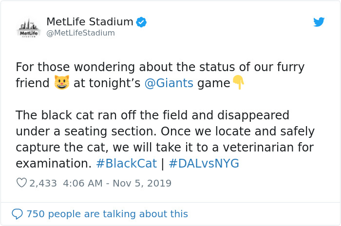 This Cat Interrupted A Monday Night Football Match And Made End Zone Run