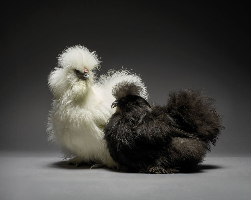 We Photographed Hundreds Of The Most Beautiful Chicken Couples And They Fell In Love, Literally!