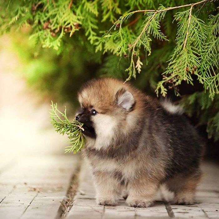 Here Are 23 Adorable Photos Of Furballs Jumping Around And Getting Their First Taste Of Snow