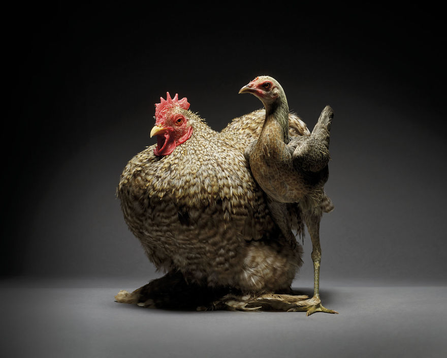 We Photographed Hundreds Of The Most Beautiful Chicken Couples And They Fell In Love, Literally!