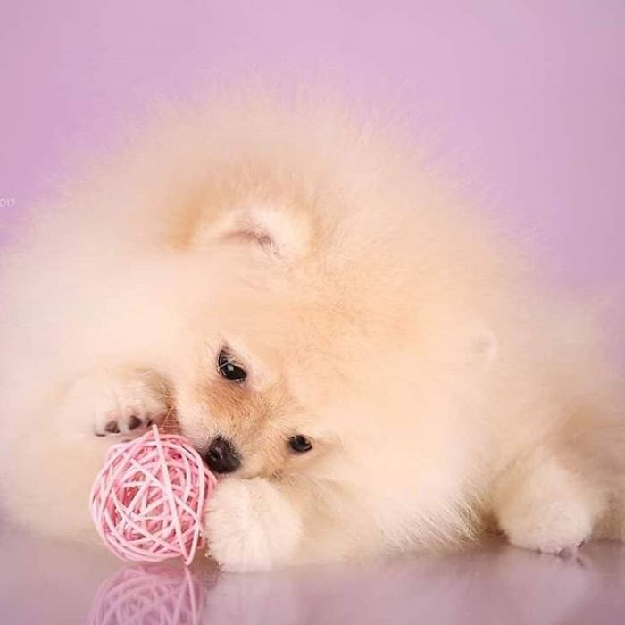 Here Are 23 Adorable Photos Of Furballs Jumping Around And Getting Their First Taste Of Snow Here Are 23 Adorable Photos Of Furballs Jumping Around And Getting Their First Taste Of Snow